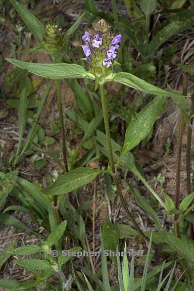 prunella vulgaris var lanceolata 4 graphic